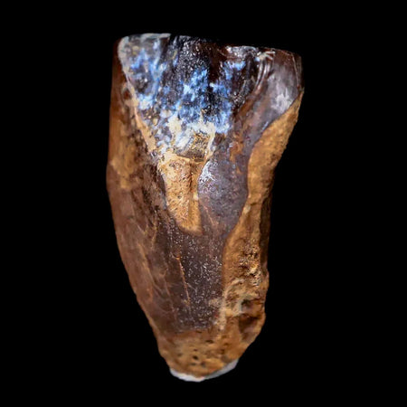 0.6" Centrosaurus Fossil Tooth Judith River FM Cretaceous Dinosaur COA, Display