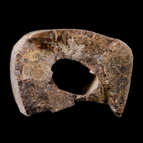 1.4" Tyrannosaurus Rex Fossil Limb Bone Dinosaur Lance Creek FM Wyoming COA - Fossil Age Minerals