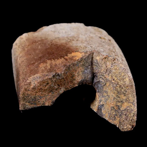 1.4" Tyrannosaurus Rex Fossil Limb Bone Dinosaur Lance Creek FM Wyoming COA - Fossil Age Minerals