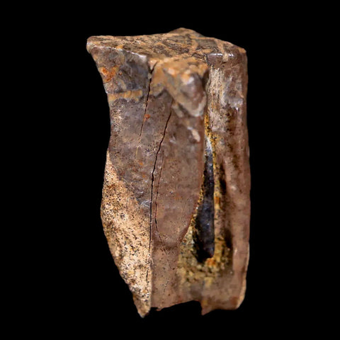 0.7" Centrosaurus Fossil Tooth Judith River FM Cretaceous Dinosaur COA, Display - Fossil Age Minerals