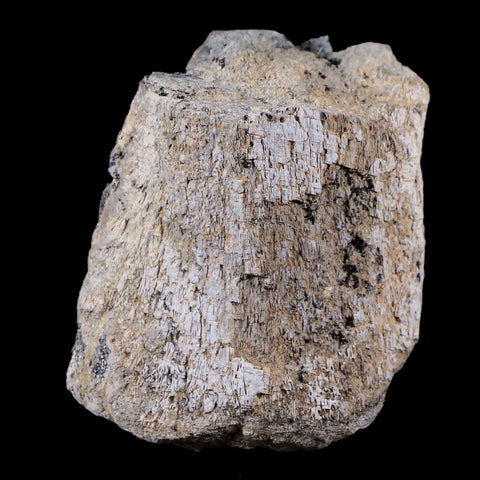 3" Stegosaurus Fossil Limb Bone Morrison Formation WY Jurassic Age Dinosaur COA - Fossil Age Minerals