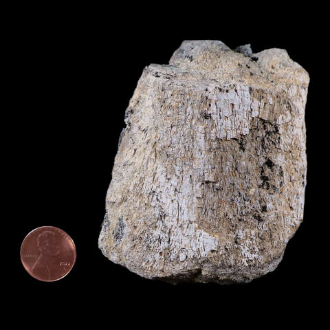3" Stegosaurus Fossil Limb Bone Morrison Formation WY Jurassic Age Dinosaur COA - Fossil Age Minerals