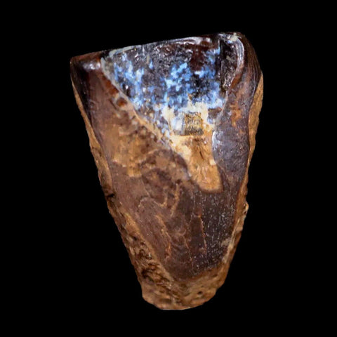 0.6" Centrosaurus Fossil Tooth Judith River FM Cretaceous Dinosaur COA, Display - Fossil Age Minerals