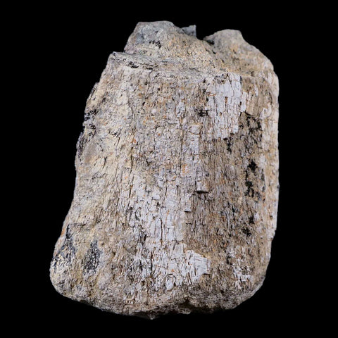 3" Stegosaurus Fossil Limb Bone Morrison Formation WY Jurassic Age Dinosaur COA - Fossil Age Minerals