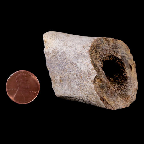 1.8" Tyrannosaurus Rex Fossil Limb Bone Dinosaur Lance Creek FM Wyoming COA - Fossil Age Minerals