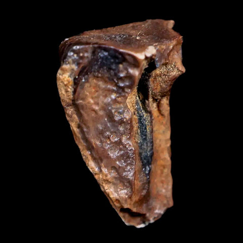0.6" Centrosaurus Fossil Tooth Judith River FM Cretaceous Dinosaur COA, Display - Fossil Age Minerals
