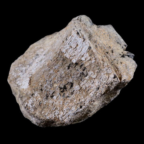 3" Stegosaurus Fossil Limb Bone Morrison Formation WY Jurassic Age Dinosaur COA - Fossil Age Minerals