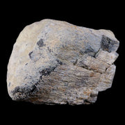 3" Stegosaurus Fossil Limb Bone Morrison Formation WY Jurassic Age Dinosaur COA