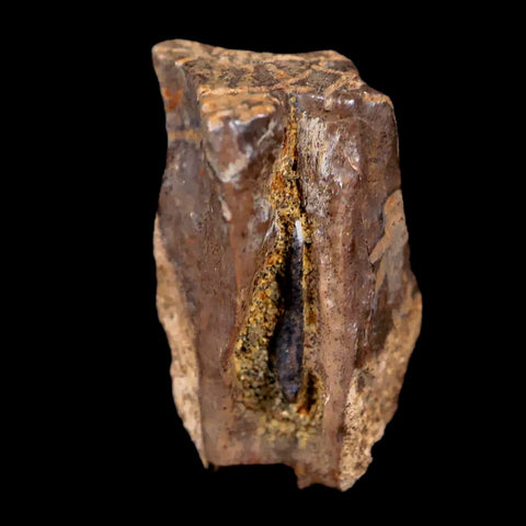 0.7" Centrosaurus Fossil Tooth Judith River FM Cretaceous Dinosaur COA, Display - Fossil Age Minerals