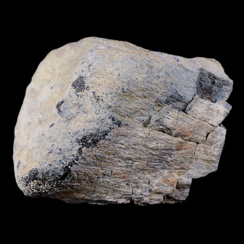 3" Stegosaurus Fossil Limb Bone Morrison Formation WY Jurassic Age Dinosaur COA - Fossil Age Minerals