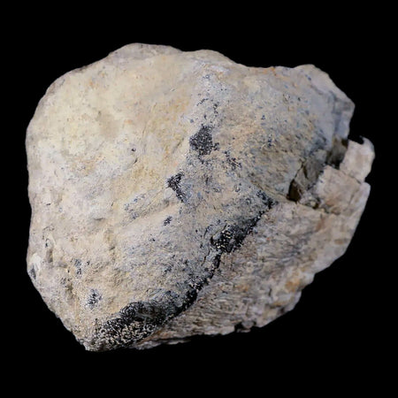 3" Stegosaurus Fossil Limb Bone Morrison Formation WY Jurassic Age Dinosaur COA