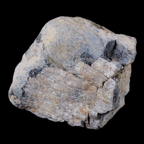 3" Stegosaurus Fossil Limb Bone Morrison Formation WY Jurassic Age Dinosaur COA - Fossil Age Minerals