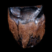 0.6" Centrosaurus Fossil Tooth Judith River FM Cretaceous Dinosaur COA, Display