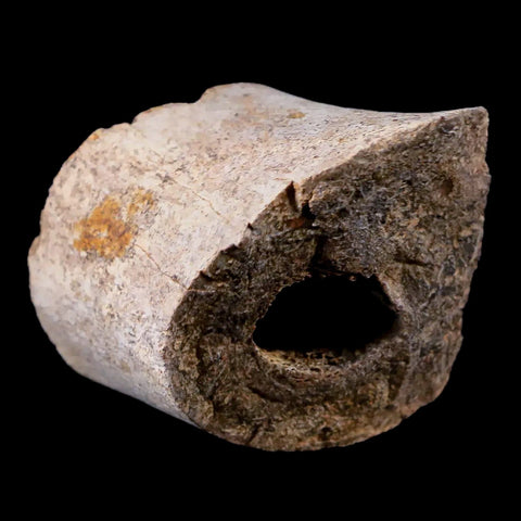 1.8" Tyrannosaurus Rex Fossil Limb Bone Dinosaur Lance Creek FM Wyoming COA - Fossil Age Minerals
