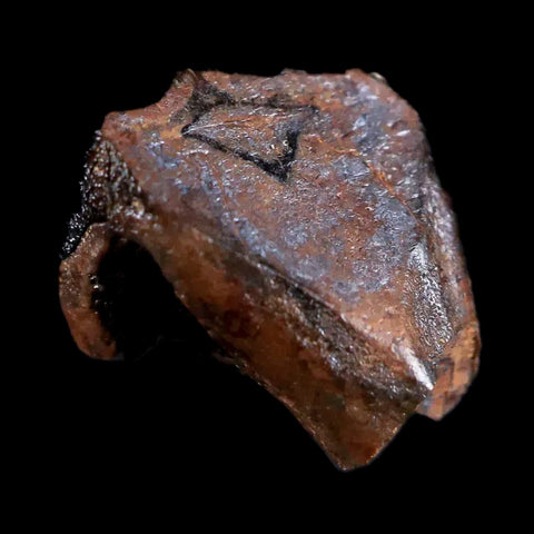 0.4" Rare Medusaceratops Fossil Tooth Judith River FM Cretaceous Dinosaur MT - Fossil Age Minerals