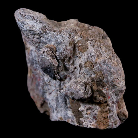 1.8" Stegosaurus Fossil Bone Morrison Formation Wyoming Jurassic Age Dinosaur COA - Fossil Age Minerals