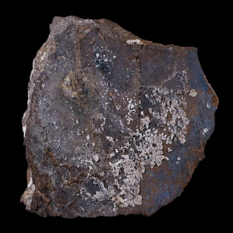 2.8" Stegosaurus Fossil Bone Morrison Formation Wyoming Jurassic Age Dinosaur COA - Fossil Age Minerals