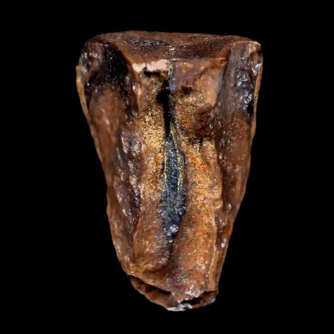 0.6" Centrosaurus Fossil Tooth Judith River FM Cretaceous Dinosaur COA, Display - Fossil Age Minerals