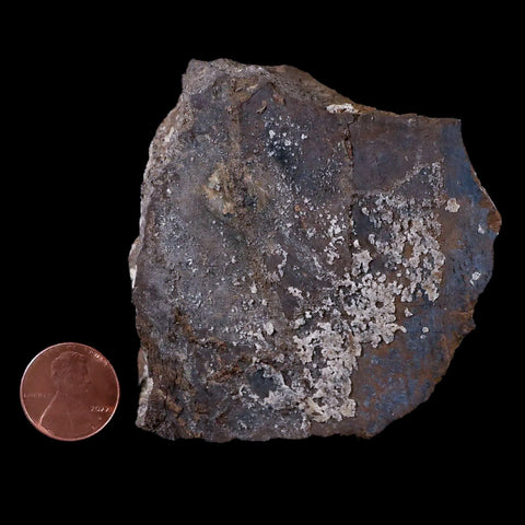 2.8" Stegosaurus Fossil Bone Morrison Formation Wyoming Jurassic Age Dinosaur COA - Fossil Age Minerals