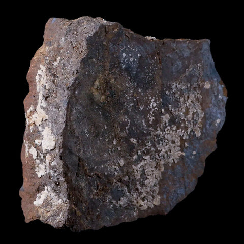 2.8" Stegosaurus Fossil Bone Morrison Formation Wyoming Jurassic Age Dinosaur COA - Fossil Age Minerals