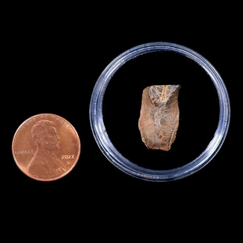 0.7" Centrosaurus Fossil Tooth Judith River FM Cretaceous Dinosaur COA, Display - Fossil Age Minerals