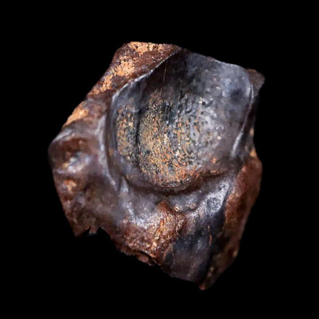 0.6" Centrosaurus Fossil Tooth Judith River FM Cretaceous Dinosaur COA, Display