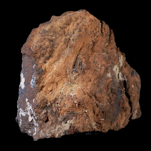 2.8" Stegosaurus Fossil Bone Morrison Formation Wyoming Jurassic Age Dinosaur COA - Fossil Age Minerals