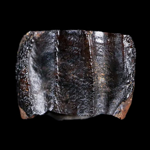 0.4" Rare Medusaceratops Fossil Tooth Judith River FM Cretaceous Dinosaur MT - Fossil Age Minerals