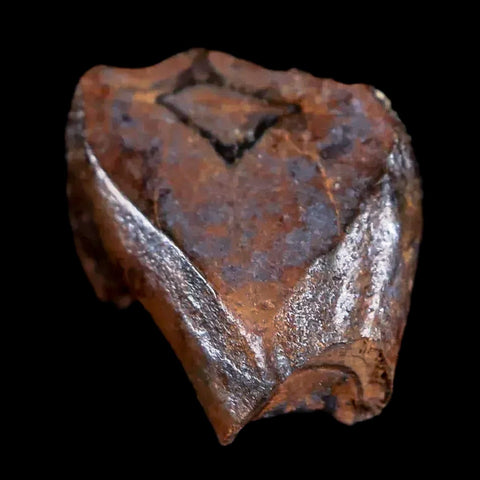 0.4" Rare Medusaceratops Fossil Tooth Judith River FM Cretaceous Dinosaur MT - Fossil Age Minerals