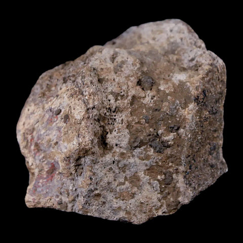 1.8" Stegosaurus Fossil Bone Morrison Formation Wyoming Jurassic Age Dinosaur COA - Fossil Age Minerals
