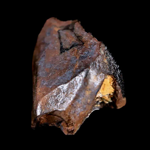 0.4" Rare Medusaceratops Fossil Tooth Judith River FM Cretaceous Dinosaur MT - Fossil Age Minerals