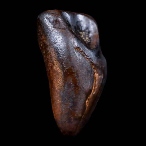 XL 0.9" Centrosaurus Fossil Tooth Judith River FM Cretaceous Dinosaur COA, Display - Fossil Age Minerals