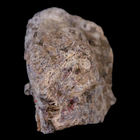 1.8" Stegosaurus Fossil Bone Morrison Formation Wyoming Jurassic Age Dinosaur COA - Fossil Age Minerals