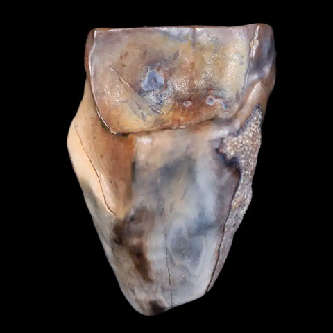0.7" Centrosaurus Fossil Tooth Judith River FM Cretaceous Dinosaur COA, Display - Fossil Age Minerals