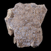 3.4" Stegosaurus Fossil Bone Morrison Formation Wyoming Jurassic Age Dinosaur COA