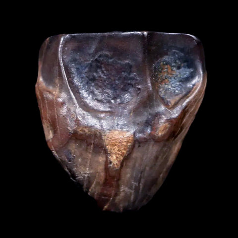 0.6" Centrosaurus Fossil Tooth Judith River FM Cretaceous Dinosaur COA, Display - Fossil Age Minerals