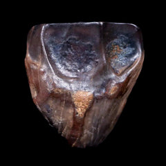 Centrosaurus Fossil Teeth