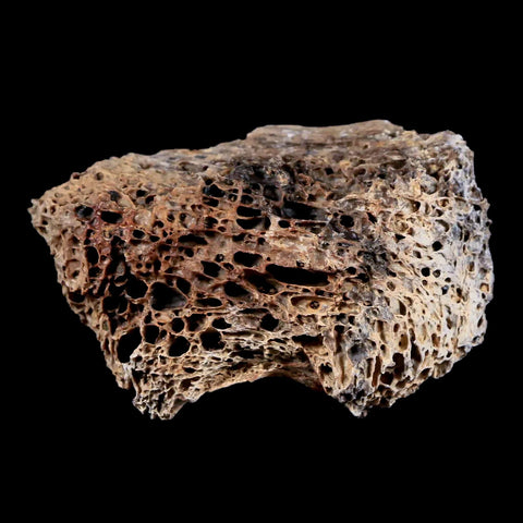 2.3" Tyrannosaurus Rex Fossil Bone Marrow Dinosaur Lance Creek FM Wyoming COA - Fossil Age Minerals