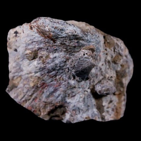 1.8" Stegosaurus Fossil Bone Morrison Formation Wyoming Jurassic Age Dinosaur COA - Fossil Age Minerals