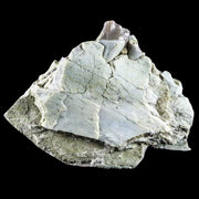 2.2" Oreodont Fossil Jaw Bone Teeth Oligocene Badlands SD 30 Mil Yrs Old COA