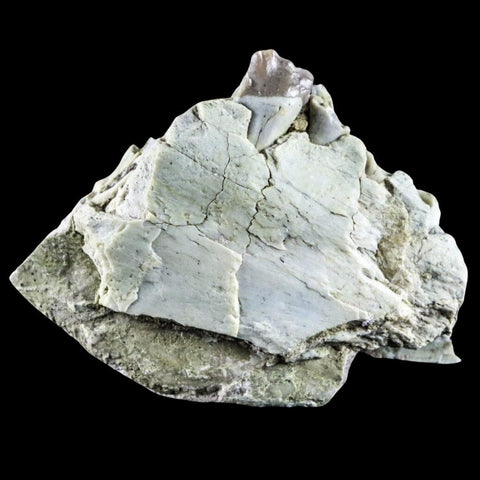 2.2" Oreodont Fossil Jaw Bone Teeth Oligocene Badlands SD 30 Mil Yrs Old COA - Fossil Age Minerals