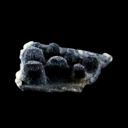 0.3" Captorhinus Aguti Jaw Section Teeth Fossil Permian Age Reptile Oklahoma COA