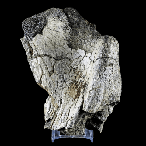 XL 6.5" Edmontosaurus Fossil Pelvis Bone Lance Creek Cretaceous Dinosaur WY COA - Fossil Age Minerals