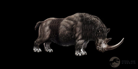 2.5" Woolly Rhinoceros Fossil Rooted Tooth Pleistocene Age Megafauna Russia COA - Fossil Age Minerals