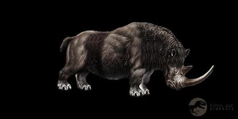 4.1" Woolly Rhinoceros Fossil Rooted Tooth Pleistocene Age Megafauna Russia COA - Fossil Age Minerals
