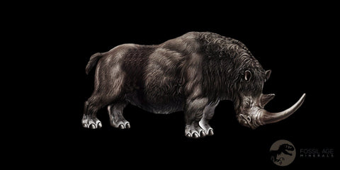 3.2" Woolly Rhinoceros Fossil Rooted Tooth Pleistocene Age Megafauna Russia COA - Fossil Age Minerals
