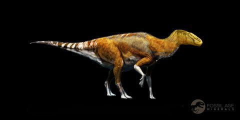 1" Brachylophosaurus Fossil Tail Vertebrae Cretaceous Dinosaur Judith River FM MT COA - Fossil Age Minerals