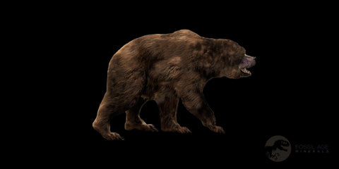 1.5" Extinct Cave Bear Ursus Spelaeus Incisor Tooth Rooted Pleistocene Age COA, Stand - Fossil Age Minerals