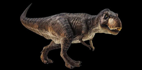8.6" Tyrannosaurus Rex Fossil Limb Bone Dinosaur Hell Creek FM Montana COA Stand - Fossil Age Minerals
