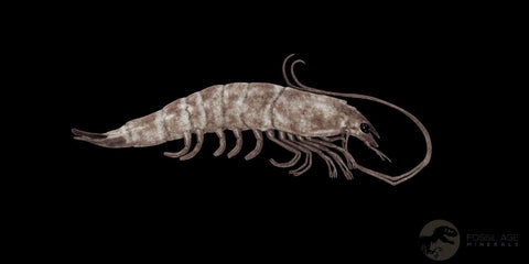 1.1" Fossil Shrimp Carpopenaeus Cretaceous Age 100 Mil Yrs Old Lebanon COA - Fossil Age Minerals
